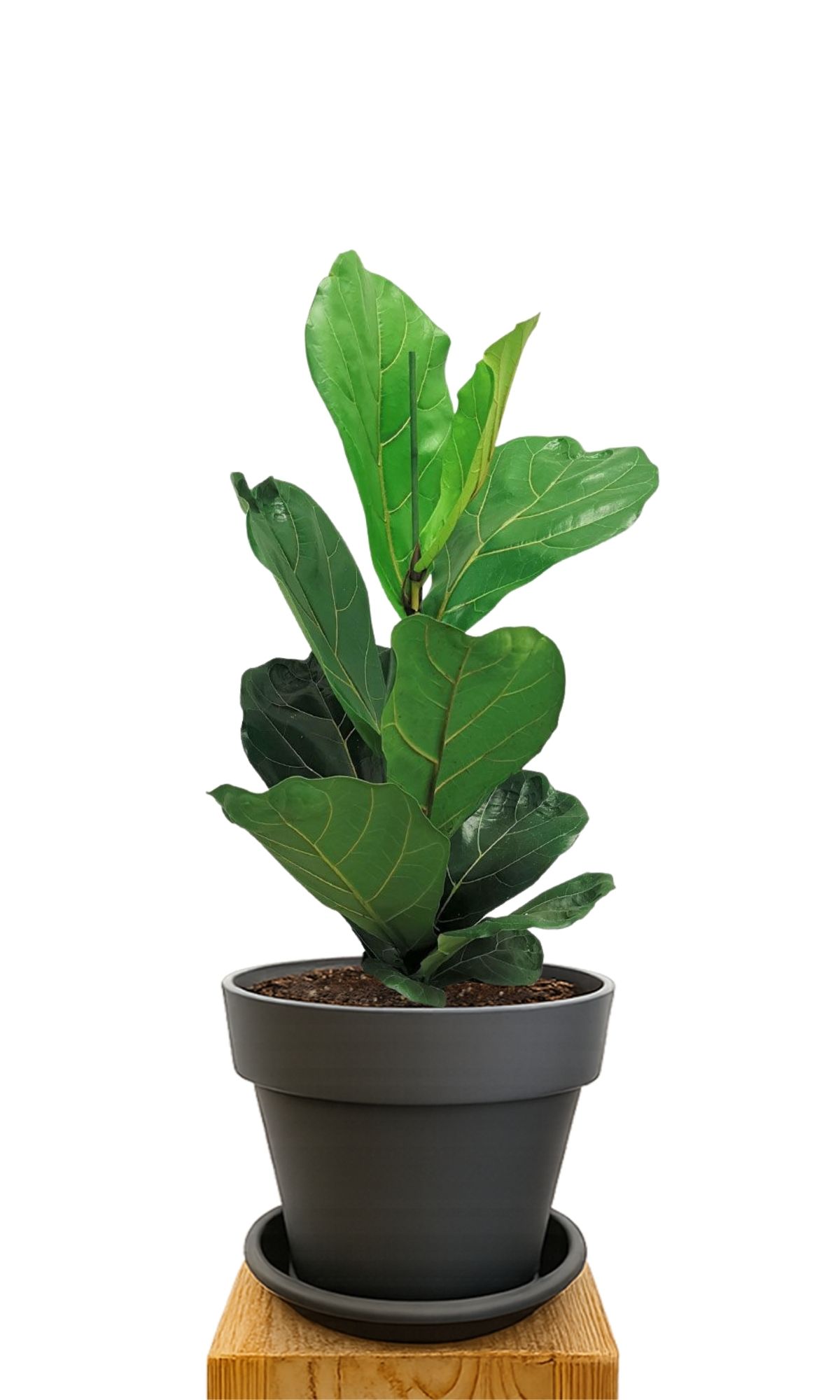 Plant kit 30 Anthracite